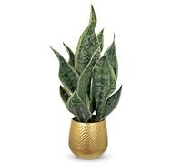 Arborus Plantes artificielles dans un pot doré en métal - 46 cm - Plantes artificielles comme de vraies plantes vertes - Plantes décoratives pour salon, chambre à coucher, bureau