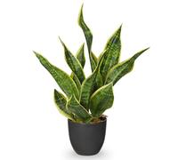 Arborus Plantes artificielles en chanvre arqué dans un pot noir - 47 cm - Chanvre arqué artificiel vert - Plantes décoratives d'intérieur comme de vraies plantes d'intérieur pour table, étagère