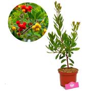 Arbousier (Arbutus unedo) en pot 60+ cm - fleurs blanches/roses persistant exposition plein soleil
