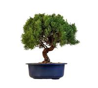 Arbre à bonsaï dans un pot en plastique - Juniper Chinesis Kishu du Japon - Genévrier de Chine (bol de 21 cm, hauteur 30-35 cm)