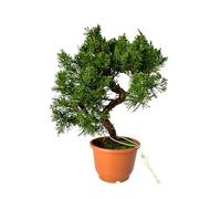 Arbre à bonsaï dans un pot en plastique - Juniper Chinis du Japon - Genévrier de Chine (bol de 12 cm, hauteur 30-35 cm)