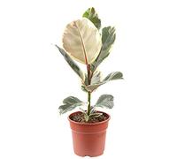 Arbre à caoutchouc - Plante d'intérieur facile d'entretien - Ficus elastica « Tineke » - Hauteur : environ 50 cm - Diamètre du pot : 17 cm