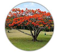 Arbre à flamme - Delonix Regia - env. Lot de 10 graines de fleurs de cargot rouges