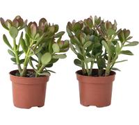 Arbre à jade - Lot 2 - Crassula ovata - Hauteur 15-25cm - ø12cm
