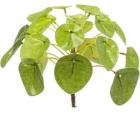 Arbre à monnaie chinois - Pilea Mini Buisson - Plante d'intérieur - 13 cm - Compact & facile d'entretien - Attrape-regard vert pour table, étagère & bureau