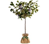 Arbre à offrir Prunier Quetsche d'Alsace - Authenticité et Fidélité