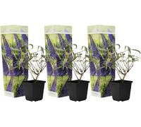 Arbre à papillons - Set de 3 - Buddleja davidii 'Nanho Blue' - H25-40cm - ⌀9cm