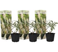 Arbre à papillons - Set de 3 - Buddleja davidii 'Profusion' - H25-40cm - ⌀9cm