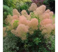Arbre à perruque - cotinus coggygria 'young lady' - 40-60 cm pot