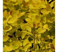 Arbre à perruque 'golden spirit®' - cotinus coggygria 'golden spirit' - 40-60