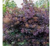Arbre à perruques Royal Purple 2L - Extrêmement impressionnant