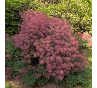 Arbre à perruques Rubrifolius 2L - Un des arbustes de jardin les plus originaux