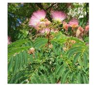 Arbre à soie Ombrella® 'Boulbri', Albizia