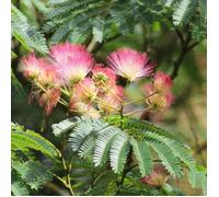 Arbre à soie Rouge Sélection