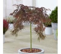Arbre Acer Inaba Shidare | Superbe Érable japonais - Arbres en pot pour petits jardins