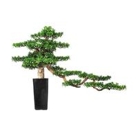 Arbre Artificiel Accueil bonsaï Ornements créatif Bois Art Bienvenue pin beauté pin bonsaï hôtel Salon entrée Ornements Plantes Artificielles D'intérieur