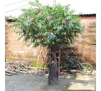 Arbre Artificiel réaliste de Litchi, Arbre à Faux Fruits réaliste avec Feuillage Luxuriant et litchis juteux, pour la décoration de la Maison, du Jardin ou d'événements 7mx6m