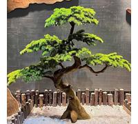 Arbre Artificiel - Simulation Bonsaï Podocarpus - Faux pins d'accueil pour la décoration de paysages et de lieux - Usage intérieur et extérieur(1.8x1.5m)