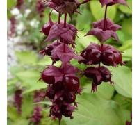 Arbre aux faisans 'Purple Rain' - Leycesteria formosa 'Purple Rain' 40-50 cm pot | Arbuste décoratif, fleurs blanches & baies pourpres, idéal massif