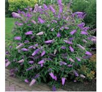 Arbre aux papillons Buddléia de David ""Black Knight"" Arbuste rustique | Pot 9 cm