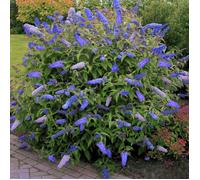 Arbre aux papillons Buddléia de David ""Empire Blue"" Arbuste de jardin parfumé | 9cm Pot