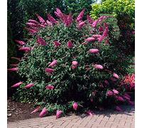 Arbre aux papillons Buddléia de David "Sugar Plum" Arbuste rustique | 15-30 cm (pot inclus)