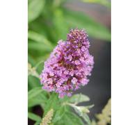 Arbre aux papillons butterfly candy ? Little lila' taille du pot - en pot de 3 l