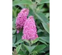 Arbre aux papillons nain butterfly candy