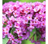 Arbre Aux Papillons Pink Delight - Buddleja Davidii Pink Delight 60 cm Pot 3l - Plante - Hauteur 60 cm