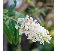Arbre Aux Papillons White Profusion - Buddleja Davidii White Profusion 60/80 cm Pot 3l - Plante En Pot - Floraison Été - Hauteur 2 à 3 m