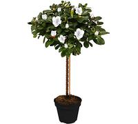 Arbre Azalée Japonica | Arbres pour Petits Jardins Bordure Patio Plante en Pot | 2-3ft