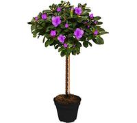 Arbre Azalée Japonica | Arbres pour Petits Jardins Bordure Patio Plante en Pot | 2-3ft