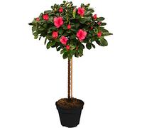 Arbre Azalée Japonica | Arbres pour Petits Jardins Bordure Patio Plante en Pot | 2-3ft