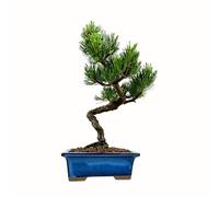 Arbre Bonsaï Avec Pot de Fleurs en Céramique - Ligustrum, Ficus, Carmona, Podocarpus, Elm Chinois (6-9 Ans, Bol 12 cm) - Pin Blanc Japonais (9 Ans, Hauteur 27 cm)