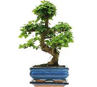 Arbre Bonsai Ligistrum Plante d’Intérieur en Pot de 15cm