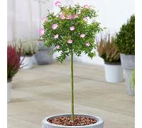 Arbre Calliandra Dixie Pink | Arbres en pot pour petits jardins et patios | Tige standard en forme de sucette