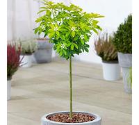 Arbre Choisya Sundance | Plante ornementale à feuillage persistant d'oranger mexicain en pot | Arbres pour petits jardins | Plantes à tige standard