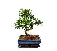 Arbre de bonsaï avec pot de fleurs en céramique - Ligustrum, Ficus, Carmona, Podocarpus, elm chinois, env. 6 à 9 ans, bol de 20 cm, env. 8 ans, Carmona P20 S)