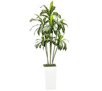 Arbre de dragon artificiel - 180 cm - Grande plante artificielle pour l'intérieur - Avec pot blanc - Plantes artificielles en pot pour l'intérieur et l'extérieur - Pour la maison, le bureau, le jardin