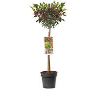 Arbre de houx standard | Sucette persistante robuste | Pour patio, jardin