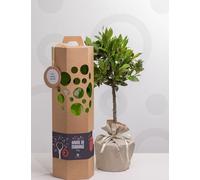 Arbre de mariage - pommier