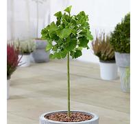 Arbre de patio Ginkgo Mariken prêt pour le jardin, résistant, en pot de 3L.