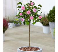 Arbre de Printemps Camélia | Arbres à Feuillage Persistant en Pot pour Petits Jardins | Tige Droite Standard | Plantes Ornementales de Jardin | 2-3ft (70-80cm (Pot Inclus))
