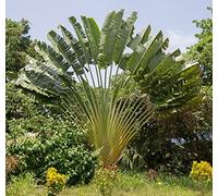 Arbre De Voyageur - 10 Graines