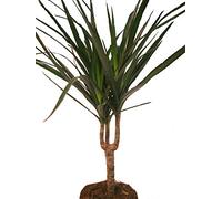 Arbre dragon - Dracaena marginata - 1 plante - plante d'intérieur facile d'entretien - palmier