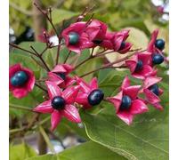 Arbre du clergé - Clerodendrum trichotomum 40-50 cm pot | Arbuste décoratif, floraison parfumée & baies bleues, parfait jardin paysager