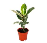 Arbre en caoutchouc blanc coloré - Ficus elastica « Tineke » - Pot de 17 cm