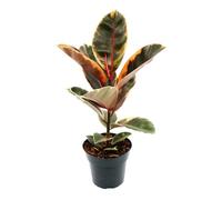 Arbre en caoutchouc coloré - Ficus élastique « Belize » - Pot de 17 cm
