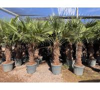 Arbre ensoleillé - Palmier - Trachycarpus Fortunei - Palmier chinois en éventail - Palmier chanvre - 220 cm Pot inclus - Hauteur du tronc 80-100 cm - Résistant au froid jusqu'à -18 °C