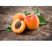 Arbre fruité d'Abricot